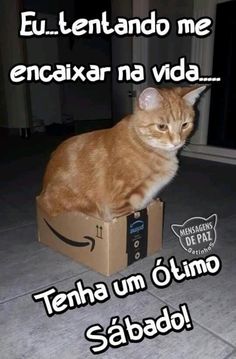 an orange cat sitting on top of a cardboard box with the caption in spanish