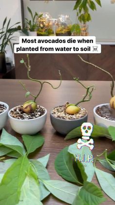 four pots with plants growing out of them on a table next to a sign that says most avocados die when planted from water to soil