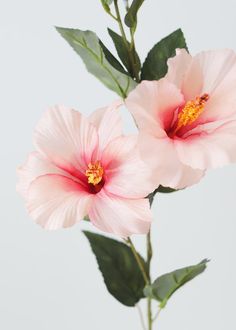 two pink flowers with green leaves in a vase