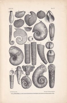 an old book with sea shells and other marine creatures on it's page,