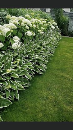 some white flowers and green grass in the middle of a garden with lots of greenery