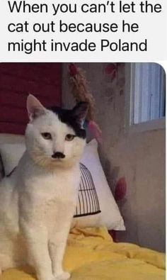 a white cat sitting on top of a bed next to a yellow comforter and pillows