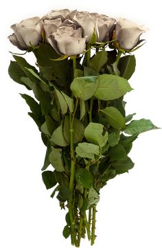 a bunch of white roses with green leaves