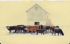 a group of cows standing in front of a barn on a snow covered field next to a fence