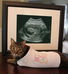 a cat laying on top of a wooden table next to a framed photo and an x - ray