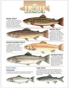 the different types of fish are shown in this poster, which includes information about them