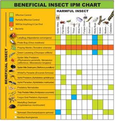 a chart with insects on it and the words beneficial insect ipm chart in english