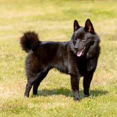 a black dog standing on top of a lush green field