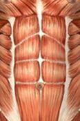 the muscles are shown in this image, and there is no image on it to describe