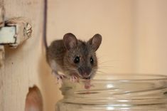 a small rodent sitting on top of a glass jar next to a wooden door