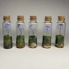 four glass bottles filled with plants and rocks