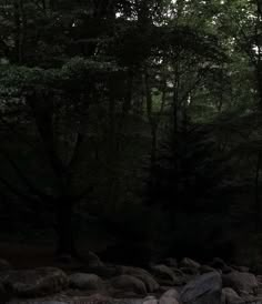 a dark forest filled with lots of trees next to rocks and water on the ground