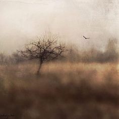 a lone tree in the middle of a field on a foggy day with a bird flying overhead