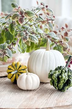 some white pumpkins are sitting on a table