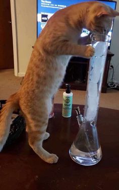 an orange cat standing on its hind legs in front of a glass vase filled with water