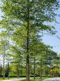 a park bench sitting next to a tall tree