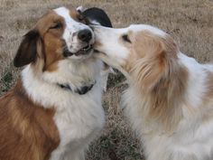 two brown and white dogs standing next to each other on top of a grass covered field