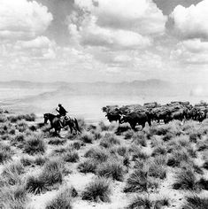 black and white photograph of cowboys on horses herding cattle in the desert with clouds overhead