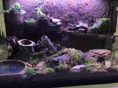 an aquarium with rocks and plants in it