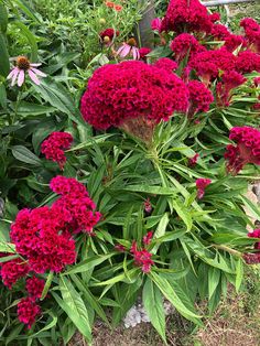 some red flowers are growing in the grass