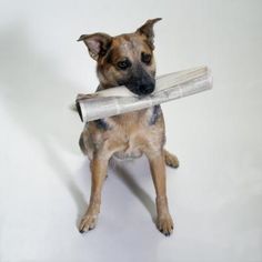 a dog holding a newspaper in its mouth