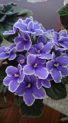 purple flowers are growing in a potted plant