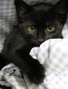 a black cat laying on top of a blanket