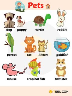 a poster with different types of animals and their names in english, spanish or french