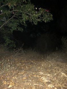 an animal standing in the middle of a field at night