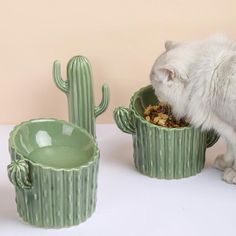 a white cat eating food out of a green cactus bowl next to two cacti