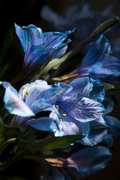 blue flowers with green stems and leaves in close up view on dark background, still blooming