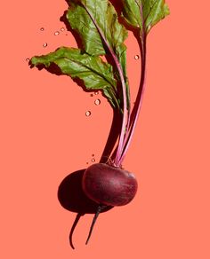 two radishes on a pink background with drops of water falling off the tops