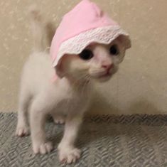 a white kitten wearing a pink hat on top of it's head and standing next to a wall