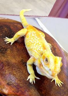 a yellow and white gecko sitting on top of a rock