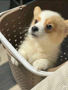 a small brown and white dog sitting in a laundry basket with its paws on the handle