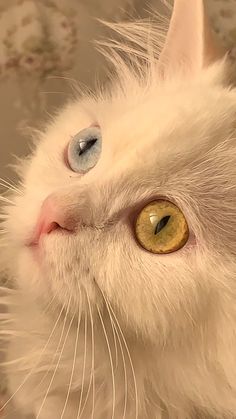 a white cat with blue eyes looking up