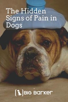 The Hidden Signs of Pain in Dogs Poisoning Symptoms, Dog Vet, Dog Pants, Dog Enrichment, Dog Died, Sick Dog, Agility Training, Stomach Ache, Teeth Care