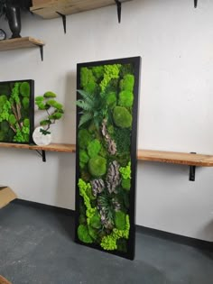 two framed pictures with plants in them on the wall