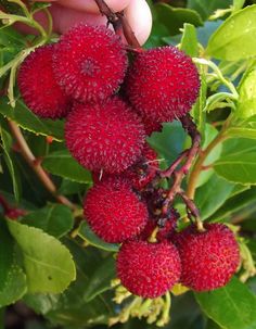 a person is picking berries from a tree