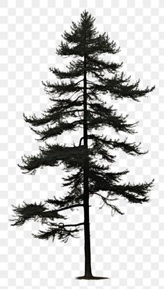 a tall pine tree silhouetted against a white background