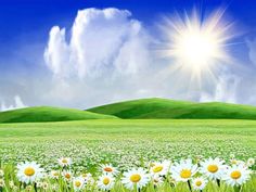 the sun shines brightly over a green field with daisies