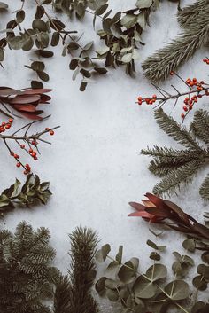 evergreen leaves and berries are arranged on the snow