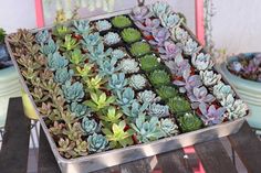 there are many succulents that are in the tray on the table together