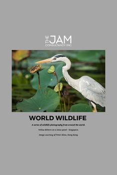 the cover of the january 2013 issue of the jam, featuring a bird with a fish in it's mouth