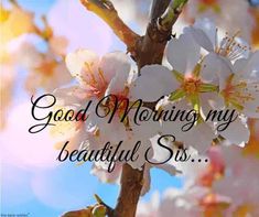 a close up of a flower on a tree with the words good morning my beautiful sister