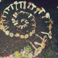 a group of mushrooms are arranged in the shape of a wheel on top of dirt