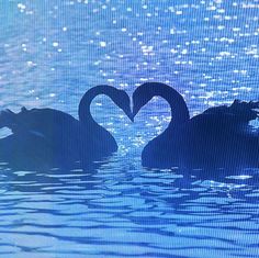 two swans in the water making a heart shape