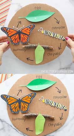 the life cycle of a butterfly on a paper plate with leaves and butterflies cut out