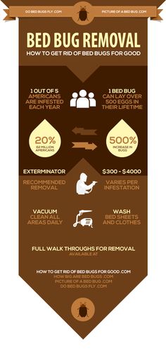 the bed bug removal process is shown in this graphic diagram, which shows how to use it