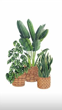 three potted plants with green leaves in wicker baskets on a white background, watercolor painting